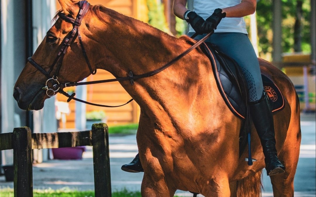 What to look for in a horse riding instructor