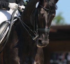 How Video Coaching Can Help With Dressage