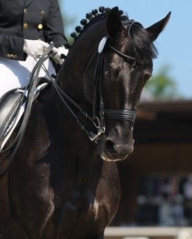 How Video Coaching Can Help With Dressage