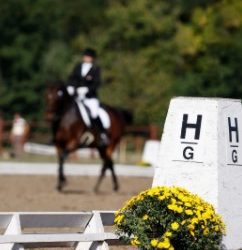 Ways to remember your dressage tests