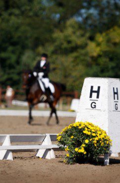 Ways to remember your dressage tests
