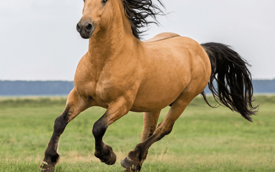 Why every horse owner needs to know the basics of horse management and care
