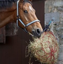 Which type of hay should I feed my horse?