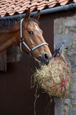 Which type of hay should I feed my horse?