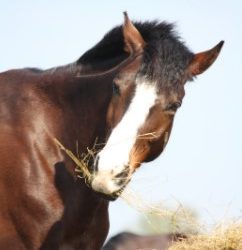 Soaking or steaming hay – which is best for my horse?