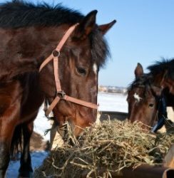 Is your horse eating his hay too fast?  11 ways make your horse’s hay last longer