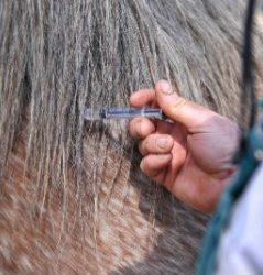 Vaccinations for horses – what every horse owner needs to know