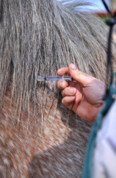 Vaccinations for horses – what every horse owner needs to know
