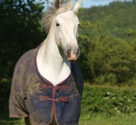 How to take care of your horse’s winter rugs – Are you prepared?