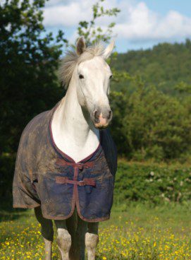 How to take care of your horse’s winter rugs – Are you prepared?