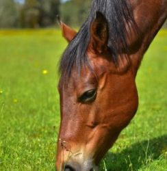 11 tips for getting your horse ready for spring